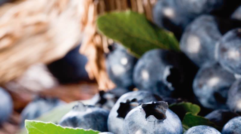 Los arándanos y el café lideraron el crecimiento de las  agroexportaciones en el 2016