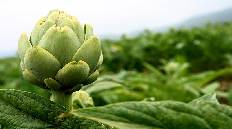 La alcachofa en nuestra alimentación