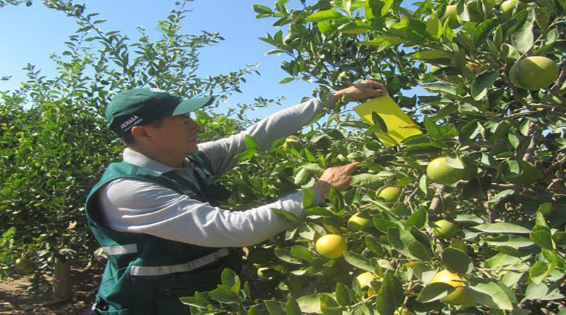 Perú, país libre de HLB reafirma MINAGRI