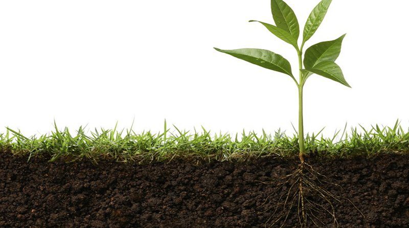 Día Mundial del Suelo: Un recurso fundamental para la agricultura