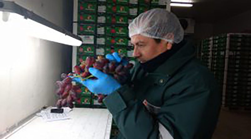 Ica: Senasa certifica 18 mil toneladas de uva para exportación