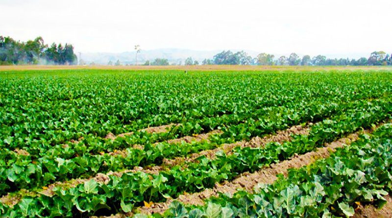 Una empresa neozelandesa crea robots para la horticultura