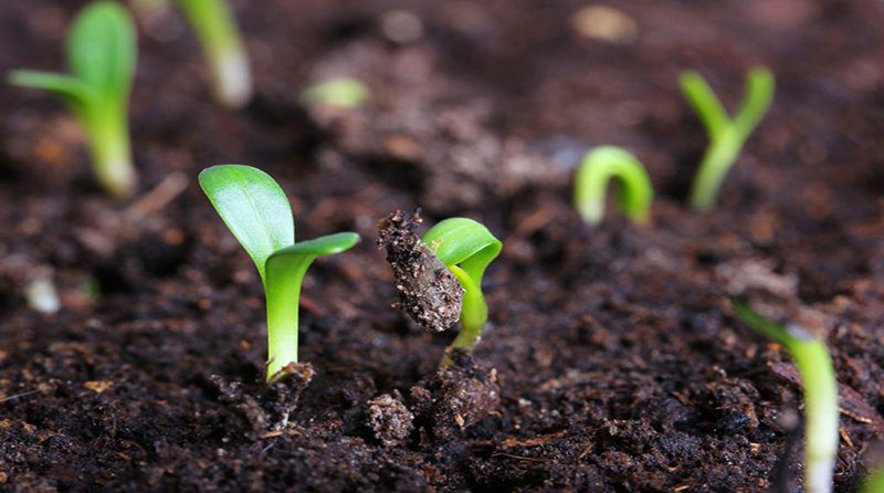 El poder de los micronutrientes