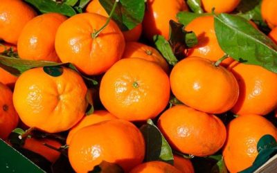 Exportaciones de mandarinas caen 40% en volumen hasta la semana 24