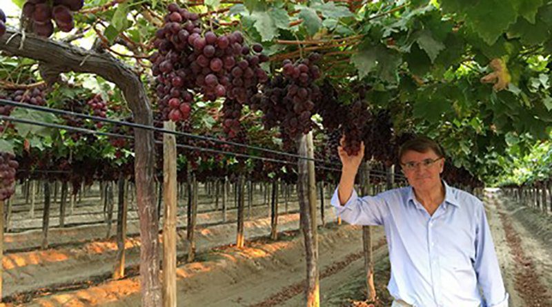 Uno de los mayores exportadores de uva del mundo está en Perú