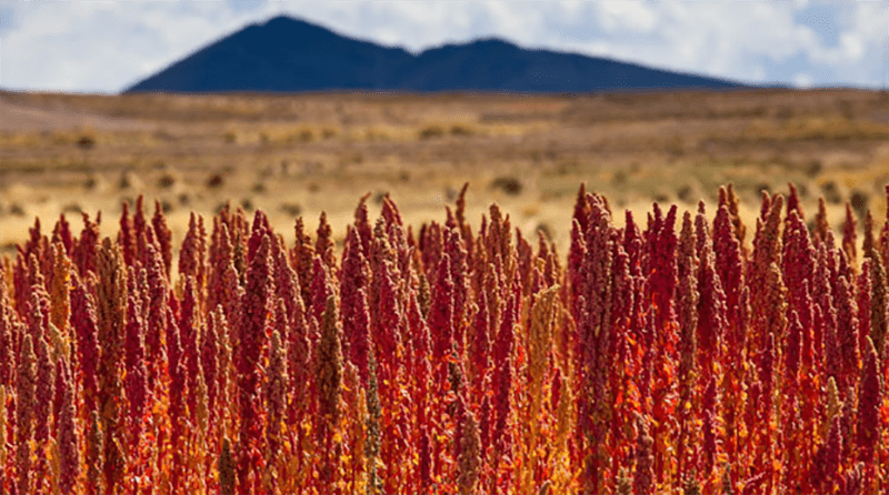 Inspección sanitaria china de campos de producción de quinua en Puno y Lima fue satisfactoria