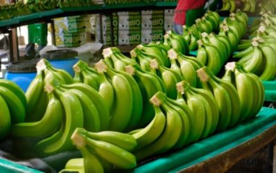 Exportaciones de banano por parte de Perú crecen 52% en volumen en los cinco primeros meses del 2022
