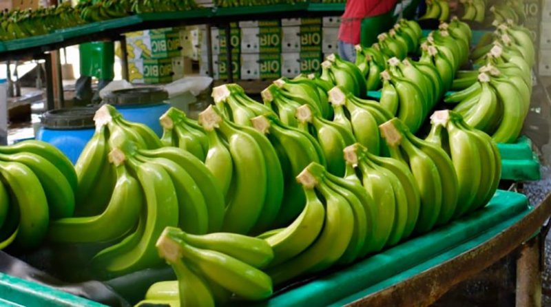 Un año ambicioso para los exportadores de banano