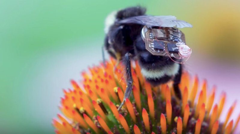 Abejas podrían monitorear los cultivos mejor que los drones