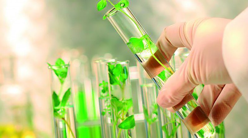 Bioeconomía y biotecnología, factores cruciales para el futuro de la industria alimenticia