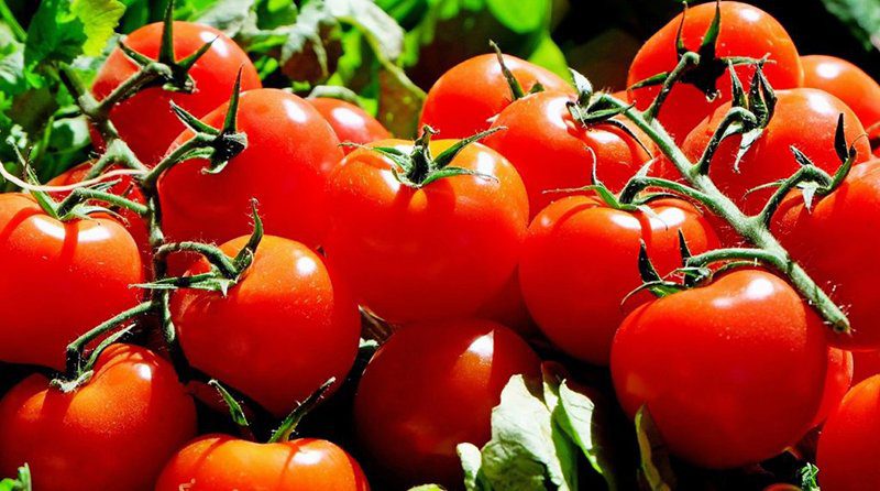 Aroma de tomate para proteger los cultivos