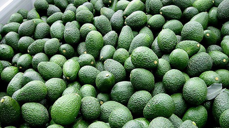 ProHass: Más producción de palta Hass