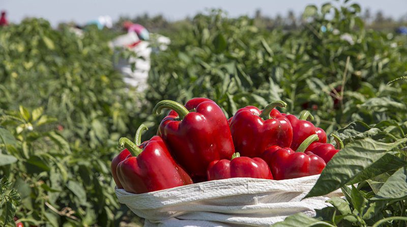Ecosac y un negocio en crecimiento de las conservas de capsicum