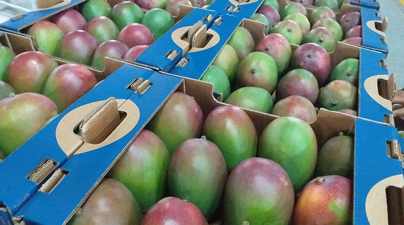 Las exportaciones peruanas de mango fresco crecen un 7%
