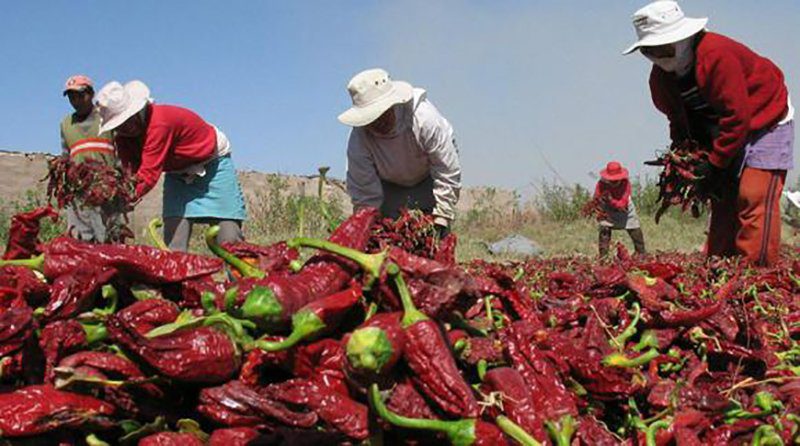 ¿Qué se puede hacer con el agro peruano?