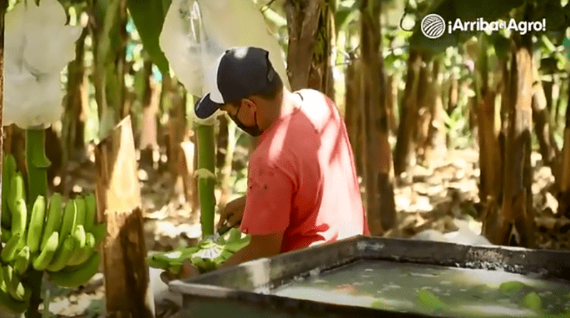 Arriba el Agro – Capítulo 2: Banano Orgánico en Querecotillo, Piura