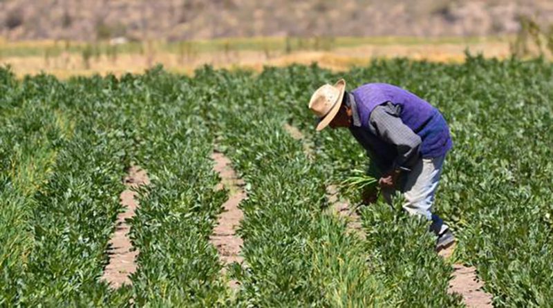 Nuevas tendencias: Nuestra apuesta por el seguro agrario en el Perú