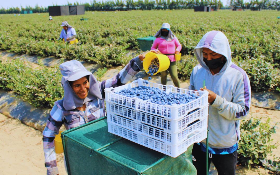 Irrigación Olmos contribuyó con el 65 % de las exportaciones de Lambayeque en 2022
