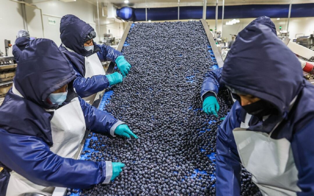 Comienza la recta final de la exportación de arándanos peruanos