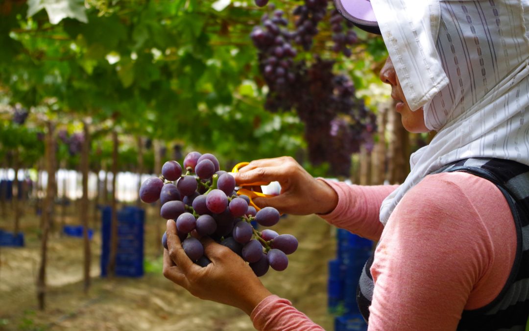 AGAP: Nueva Ley Agraria impulsará inversión y empleo en el norte y todo el país