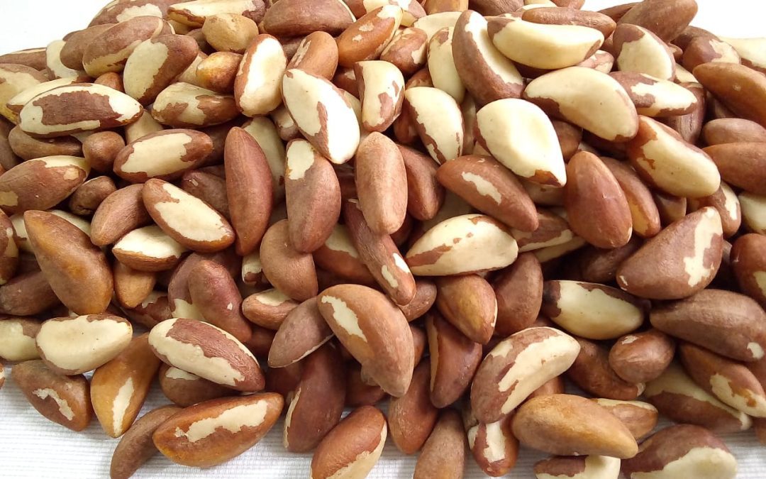 Perú logra su primer envío de castaña a China