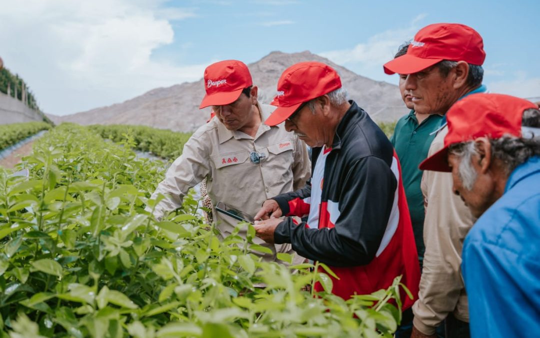 Danper presenta medición pionera del índice de pobreza multidimensional en su cadena de valor agrícola