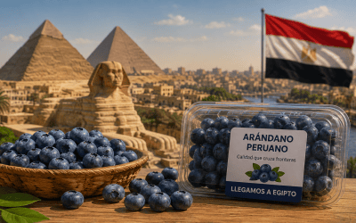 El arándano peruano amplía fronteras y suma a Egipto como nuevo mercado